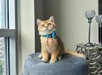 Snow - British Shorthair Cat For Sale - Indianapolis, IN, US