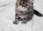 Jasmine - Himalayan Kitten For Sale - Dallas, TX, US