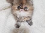 Butterfly - Himalayan Cat For Sale - Dallas, TX, US