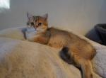 Prince - British Shorthair Cat For Sale - San Mateo, CA, US