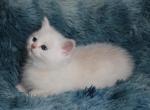 TICA British Shorthair Black Golden Male - British Shorthair Kitten For Sale - Winnemucca, NV, US