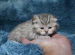 High Percentage British Shorthair Munchkin Kittens - British Shorthair Kitten For Sale - 