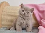 Giulia - British Shorthair Cat For Sale - Hollywood, FL, US