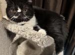 Oreo exotic shorthair - Exotic Kitten For Sale - Charlotte, NC, US