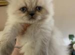 CFA Female Blue Point Himalayan Persian Kitten - Persian Cat For Sale - Conyers, GA, US