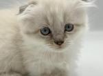 Linus - Munchkin Cat For Sale - Ava, MO, US