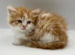 Pinky - Munchkin Cat For Sale - Ava, MO, US