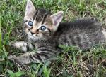 Bramble - American Shorthair Cat For Sale - Columbus, GA, US