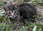 Iris - American Shorthair Cat For Sale - Columbus, GA, US