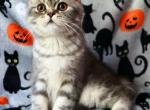 Mr Butters fold - Scottish Fold Kitten For Sale - Iva, SC, US