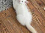 Discounted Tica flame bi color male - Ragdoll Kitten For Sale - Butler, PA, US