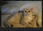 Kaifik - British Shorthair Cat For Sale - San Mateo, CA, US