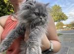 Blue Cream Girl - Persian Cat For Sale - Ephrata, PA, US