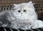 Lina - Persian Cat For Sale - Fort Worth, TX, US