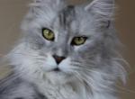 Holiday - Maine Coon Cat For Sale - Bridgewater Township, NJ, US