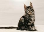 X Trimm - Maine Coon Cat For Sale - Brooklyn, NY, US