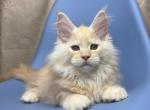 Vivian Happy House - Maine Coon Cat For Sale - Brooklyn, NY, US