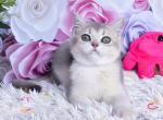 Holiday - British Shorthair Cat For Sale - Brooklyn, NY, US