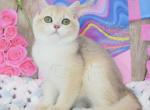 Harley - British Shorthair Cat For Sale - Brooklyn, NY, US