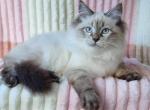 Naykay - Siberian Cat For Sale - Brighton, CO, US