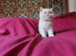 Экзотический кремовый котенок мужского пола - Exotic Cat For Sale - New York, NY, US