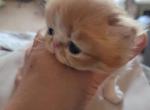 Persian orange kitten male - Persian Cat For Sale - MA, US