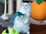 Barbie - Ragdoll Cat For Sale - Indianapolis, IN, US