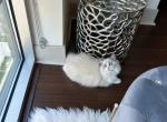 Barbie - Ragdoll Cat For Sale - State College, PA, US