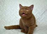 Optimus - British Shorthair Cat For Sale - Hollywood, FL, US