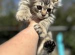 Polydactyl Girl - Highlander Cat For Sale - Absarokee, MT, US