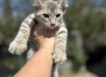 Male Polydactyl - Highlander Kitten For Sale - Absarokee, MT, US