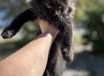 Black Smopke Female - Maine Coon Kitten For Sale - Absarokee, MT, US