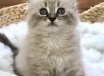 Special Price Lynx Point Ragdoll Female Kitten - Ragdoll Kitten For Sale - Beach Park, IL, US