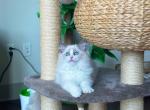 Chanel - Ragdoll Cat For Sale - Fairfax, VA, US