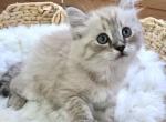 Special Price Lynx Point Ragdoll Kitten - Ragdoll Cat For Sale - Beach Park, IL, US