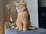 Peter - British Shorthair Cat For Sale - Fairfax, VA, US