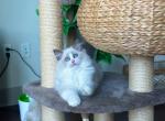 Chanel - Ragdoll Cat For Sale - Indianapolis, IN, US