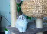 Chanel - Ragdoll Cat For Sale - New York, NY, US