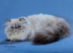 Latte - Himalayan Cat For Sale/Retired Breeding - Satellite Beach, FL, US