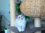 Chanel - Ragdoll Cat For Sale - Fairfax, VA, US