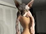 Jasmine - Sphynx Cat For Sale - Hollywood, FL, US