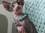 Petr - Sphynx Kitten For Sale - Pembroke Pines, FL, US