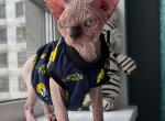 Maximus - Sphynx Cat For Sale - Norwalk, CT, US