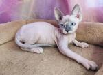 Wendy - Sphynx Cat For Sale - Norwalk, CT, US