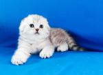 Snow bars scottish fold silver baby girl - Scottish Fold Kitten For Sale - CA, US