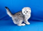 Boy Zevs snow leopard scottish fold silver tabby - Scottish Fold Cat For Sale - CA, US