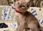 Fanny - Burmese Cat For Sale - Norwalk, CT, US