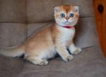 Mango scottish fold boy golden shaded chinchilla - Scottish Fold Cat For Sale - CA, US