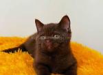 Nike chocolate british shorthair boy - British Shorthair Cat For Sale - CA, US