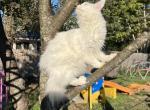 Genesis 1 - Maine Coon Cat For Sale - Manchester, NH, US